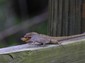 A lizard and lunch.