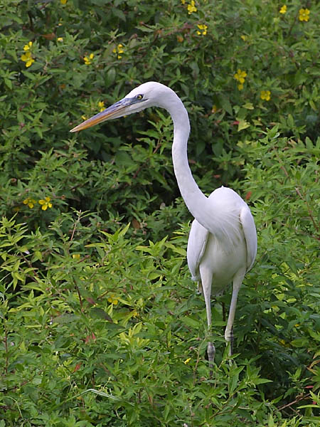Exposure: 1/1000 sec, f10, ISO400, 400mm