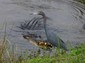 Right about here, the Heron decided to head for higher ground.