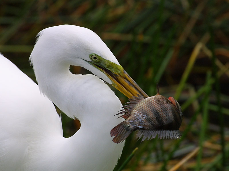 Exposure: 1/800 sec, f8.0, ISO400, 400mm