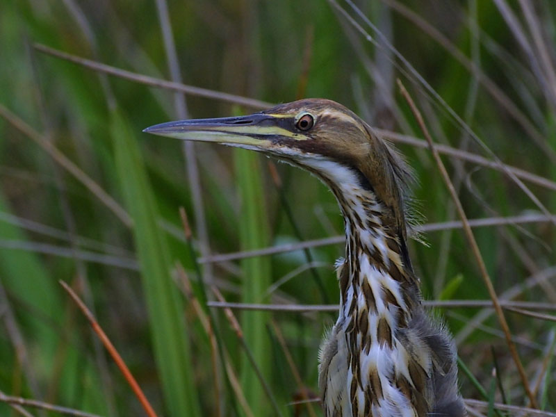 Exposure: 1/800 sec, f8.0, ISO400, 400mm