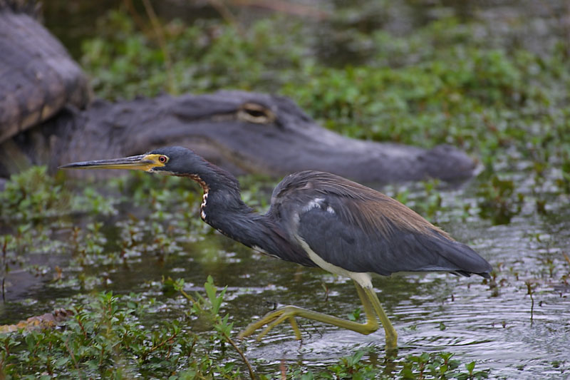 Exposure: 1/125 sec, f5.6, ISO100, 400mm