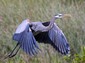 A Great Blue Heron takes off.