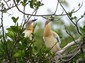 A pair of young Anhingas hangin' around the nest.