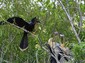 Young Anhingas noisily pester their momma for food.