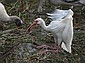 A White Ibis lands next to a Wood Stork.  There was plenty of food for all, as a recent cold spell left many fish dead or nearly so.