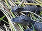 Coupla baby 'gators.