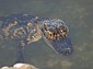 Baby 'gator looks on.