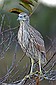 Same Bittern, different location.
