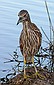 Same Bittern again.