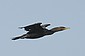 Crested Cormorant making a beeline to somewhere.