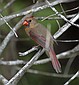 A female Cardinal....