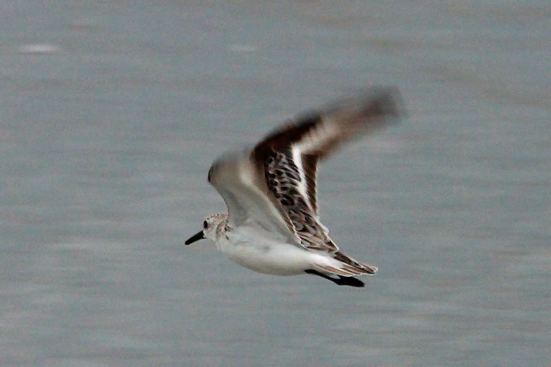 A flying Sandpiper