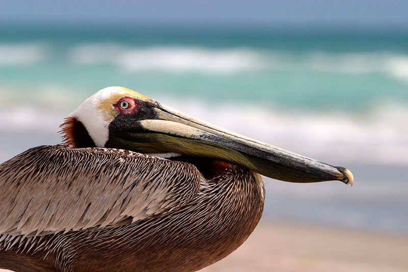 Mr. Pelican casts a suspicious eye.