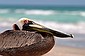 Mr. Pelican casts a suspicious eye.