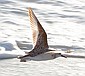 Somehow, I managed to get two shots of Sandpipers in flights, so you have to look at both of them.