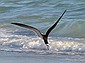 This bird swoops along the shore and scoops up stuff with its beak.
