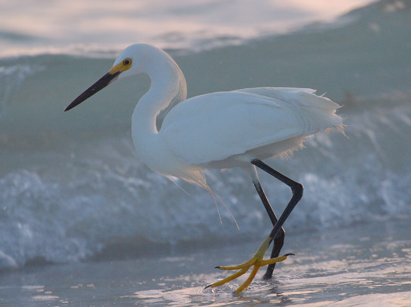 An egret fishes by the shore at sundown.