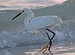 An egret fishes by the shore at sundown.