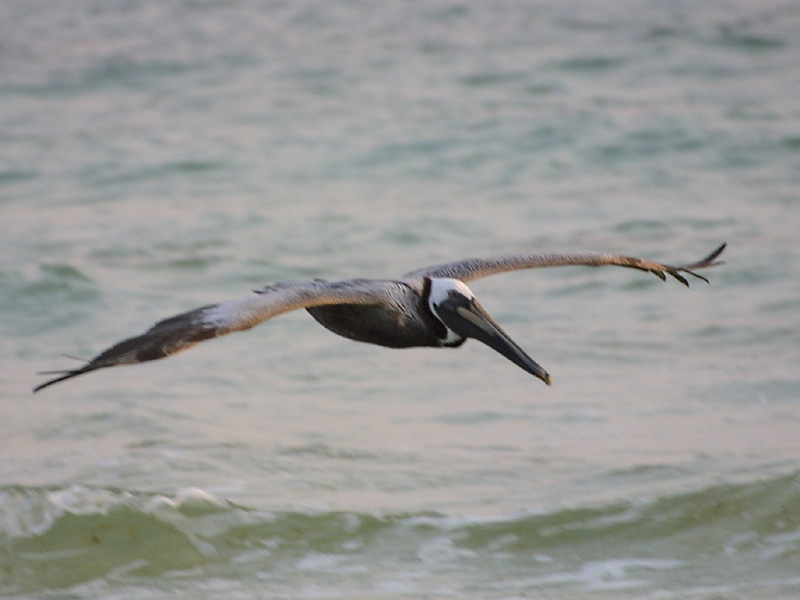 Exposure: 1/500 sec, f7.1, ISO400, 400mm